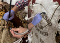 CYRTA acomete labores conservativas al Simpecado del Rocío de San Fernando tras la Romería
