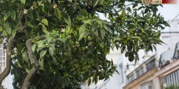 Ya se pueden ver las primeras flores de azahar en plena calle Ancha